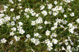 Akkerhoornbloem (Cerastium arvense)