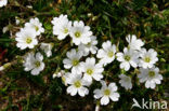 Akkerhoornbloem (Cerastium arvense)