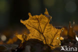 Amerikaanse eik (Quercus rubra)