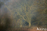 Red Oak (Quercus rubra)