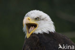 American bald eagle (Haliaeetus leucocephalus)