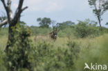 Roan Antelope (Hippotragus equinus)