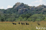 Sabel Antelope (Hippotragus niger)