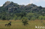 Sabel Antelope (Hippotragus niger)