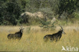 Sabel Antelope (Hippotragus niger)