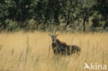 Sabel Antelope (Hippotragus niger)