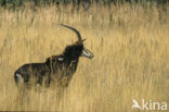 Sabel Antelope (Hippotragus niger)