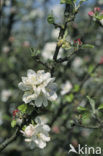 Apple (Malus spec)