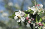 Apple (Malus spec)