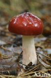 Appelrussula (Russula paludosa) 