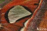 Atlasvlinder (Attacus atlas)