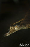 Australische zoetwaterkrokodil (Crocodylus johnsoni)