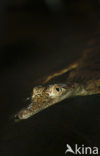 Australian Freshwater Crocodile