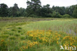 Bog Asphodel (Narthecium ossifragum)