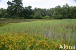Bog Asphodel (Narthecium ossifragum)
