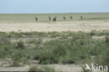 Beisa oryx (Oryx beisa) 