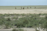 Fringe-eared Oryx (Oryx beisa) 