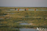 Fringe-eared Oryx (Oryx beisa) 