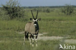 Fringe-eared Oryx (Oryx beisa) 