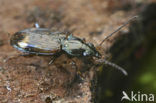 Bembidion dentelleum