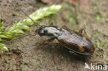 Bembidion dentelleum