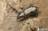 Bembidion dentelleum