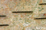Birch (Betula)