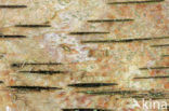 Birch (Betula)