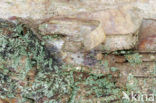 Birch (Betula)