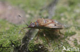 birch catkin bug (Kleidocerys resedae)