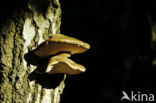 Berkenzwam (Piptoporus betulinus)