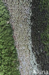 Beech (Fagus spec.)