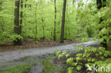 Beech (Fagus spec.)