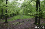 Beech (Fagus sylvatica)