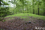 Beech (Fagus sylvatica)