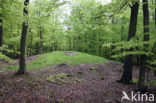 Beech (Fagus sylvatica)