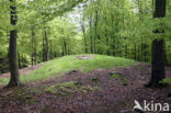 Beech (Fagus sylvatica)