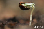 Beech (Fagus spec.)