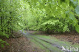 Beuk (Fagus spec.)