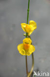 Blaasjeskruid (Utricularia spec.)