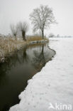 Blauwe Reiger (Ardea cinerea)