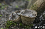 Field Bird’s Nest (Cyathus olla)