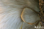 Bleke oesterzwam (Pleurotus pulmonarius)