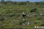 Blesbok (Damaliscus pygargus)