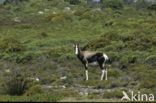 Blesbok (Damaliscus pygargus)