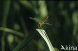 Bloedrode heidelibel (Sympetrum sanguineum)