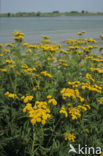 Tansy (Tanacetum vulgare)