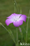 Bolderik (Agrostemma githago) 