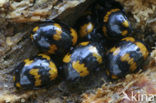 Darkling beetle (Diaperis boleti)