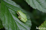 Boomkikker sp. (Hyla sp.)